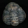 Large Enrolled Phacops Trilobite #5095-3